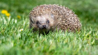 Bild: Armin Weigel/dpa
Der Igel ist zwar weit verbreitet, seine Bestände gehen aber zurück. (Archivbild)