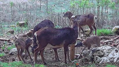 Bild: ge
Würde sich der Wolf hier ansiedeln, wären die Mufflons wohl als erste von der Bildfläche verschwunden.