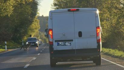 Bild: Sebastian Flor
Ganz entspannt habe das Tier die Straße überquert, berichtet der Autofahrer.