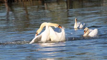 Bild: Hans Heimler/exb
Auf einem Weiher bei Dürnsricht kämpfen zwei Schwäne, hacken mit ihren Schnäbeln und reißen sich gegenseitig Federn aus.