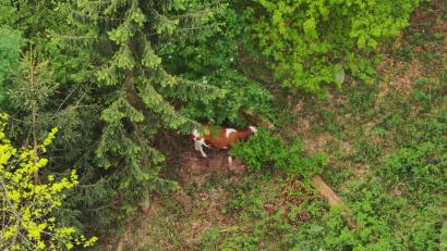 Bild: VPI Amberg
Drohnenbild eines Jungrindes im Waldstück bei Brücklinghof.