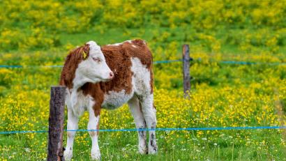 Bild: Peter Kneffel/dpa
Nach einer kurzen Pause kehrt in Bayern der Frühling zurück. (Archivbild)