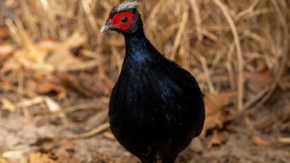 Bild: Jon A. Juarez/Tierpark Berlin/dpa
Vietnamesische Fasane gehören zu den seltensten Vogelarten der Welt.