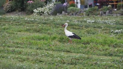 Symbolbild: ak
Ein verletzter Storch wurde auf dem ehemaligen Schmidt-Bräu-Gelände entdeckt und in die Obhut des Landesbundes für Vogelschutz übergeben.