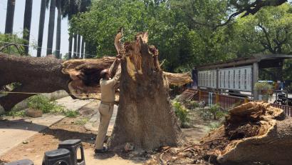 Bild: Rajesh Kumar Singh/AP/dpa
Ein Mitglied der Zivilschutzorganisation bindet ein Seil an einen umgestürzten Baum, um nach Stürmen und starken Regenfällen eine Notunterkunft zu errichten.