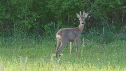 Bild: Norbert Wittl
Dieses Bild von einem Maibock hat Jagdpächter Norbert Wittl bei einem Streifzug durch sein Revier bei Hohenfels gemacht.