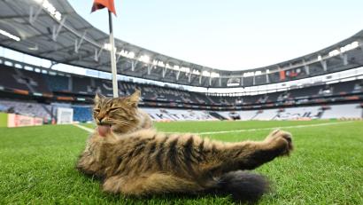 Bild: Robert Michael/dpa
Katzenwäsche vor dem Finale