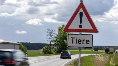 Bild: Roland Wellenhoefer
Am Ortsausgang von Kastl bei Kemnath macht dieses Warnschild "Tiere" die Verkehrsteilnehmer auf die ausgebüxten Rinder aufmerksam.