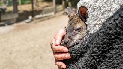 Bild: Armin Weigel/dpa
Känguru Elli schaut aus dem Pulli von Tierpark-Chefin Nicole Hoffmeister. Sie zieht das verwaiste Jungtier groß.