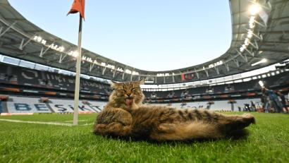 Bild: Robert Michael/dpa
Am Rande des Abschlusstrainings machte es sich eine Katze am Spielfeldrand bequem.