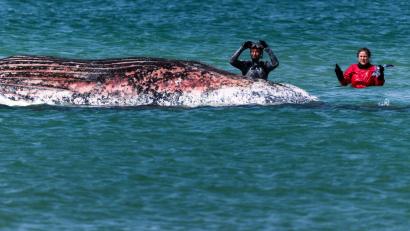 Bild: Marcus Golejewski/dpa
Der Buckelwal vor der dänischen Insel Anholt soll auf das Festland gezogen werden. (Archivbild)