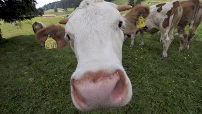 Symbolbild: Frank Leonhardt/dpa
Ein Rind auf einer Alm in Oberbayern. In der Oberpfalz sind jetzt 20 seiner Artgenossen ausgebüxt.