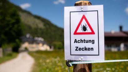 Bild: Sven Hoppe/dpa
Zecken übertragen Krankheiten. (Archivbild)
