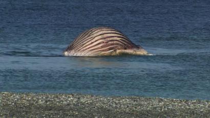 Bild: -/News5/dpa
Der tote Buckelwal liegt aufgebläht vor der dänischen Insel Anholt