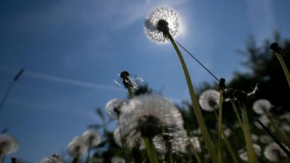 Bild: Pia Bayer/dpa
Es wird sommerlich in Bayern. (Archivbild)