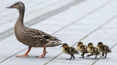 Symbolbild: Federico Gambarini/dpa
Ein tierisches Pärchen sorgt im morgendlichen Berufsverkehr für Blechschäden und einen Verletzten.