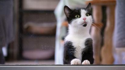 Bild: Sebastian Kahnert/dpa
In Deutschland gibt es bislang keine allgemeine Chip- und Registrierungspflicht für alle Hunde und Katzen.