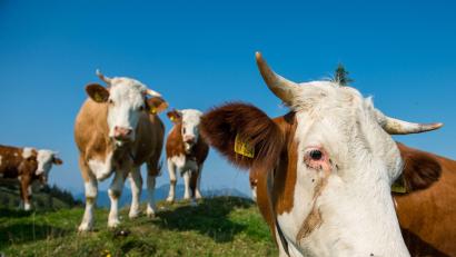 Symbolbild: Lino Mirgeler/dpa
Von den 30 am Freitagmorgen in Niedermurach ausgebüxten Rindern, irrten in der Nacht auf Pfingstsonntag noch fünf Tiere umher. Die Suchaktion läuft.