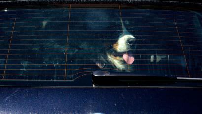 Bild: Axel Heimken/dpa
Achtung Hundebesitzer: Vierpföter sollten bei Hitze nicht im geschlossenen Auto bleiben. (Symbolbild)