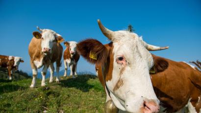 Symbolbild: Lino Mirgeler/dpa
Von den 30 am Freitagmorgen in Niedermurach ausgebüxten Rindern, irrten in der Nacht auf Pfingstsonntag noch fünf Tiere umher. Am Pfingstmontag war nur och ein Tier abgängig. Die Suchaktion läuft.