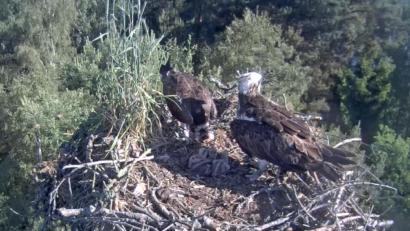 Bild: Screenshot Webcam Stadt Eschenbach 
Beim Blick in den Horst der Fischadler am Eschenbacher Rußweiher sind deutlich drei Jungadler zu sehen. Die Altvögel schützen den Nachwuchs vor der Sonne und füttern ihn mit Fisch.