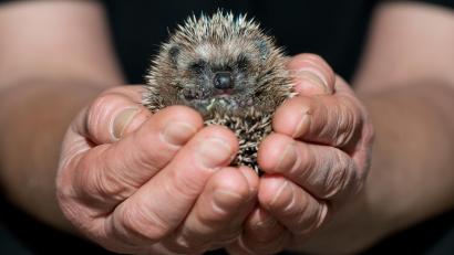 Symbolbild: Klaus-Dietmar Gabbert/dpa
Ein putziger kleiner Igel. Um dieses nachtaktive Wildtier und seine Artgenossen vor schweren Schnittverletzungen oder gar Tod zu schützen, hat der Landkreis Amberg-Sulzbach ein Nachtfahrverbot für Mähroboter erlassen.