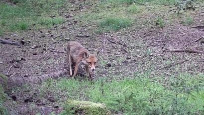 Archivbild: ge
Wenn ein Fuchs in seiner natürlichen Umgebung auffällige Verhaltensweisen zeigt, kann er krank sein und zum Beispiel Staupe haben.