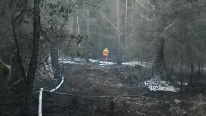 Bild: Benjamin Boml
Ein Waldbrand in Muckenbach breitete sich auf 6500 Quadratmeter aus und hinterlässt eine Spur der Verwüstung.