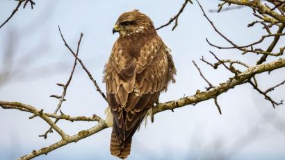Bild: Thomas Warnack/dpa
In Niederbayern gibt es viele geschützte Arten, etwa Greifvögel wie dieser Mäusebussard. (Symbolbild)
