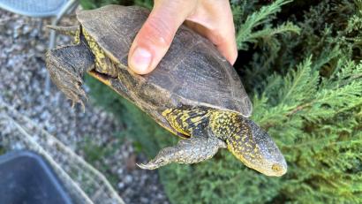 Bild: Stadt Eschenbach
Am Rußweiher in Eschenbach ist eine Schildkröte gefunden worden. Es ist eine Europäische Sumpfschildkröte. Höchstwahrscheinlich hatte jemand das Tier ausgesetzt.