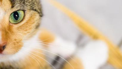 Bild: Julian Stratenschulte/dpa
Eine der Katzen starb in der Brandwohnung. (Symbolbild)