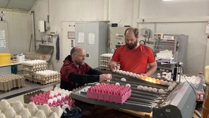 Bild: Stefanie Swann
Matthias Naumann (links) und Julian Kaiser (rechts) an der Eiersortiermaschine.