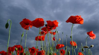 Bild: Patrick Pleul/dpa
Ein dicht bewachsenes Feld voller leuchtend rotem Klatschmohn blüht in Ostbrandenburg vor einer herannahenden Gewitterfront.