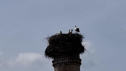 Bild: Karl Ziegler
Die Weißstörche versorgen aktuell drei Jungvögel auf dem Kommunbrauhaus in Eslarn.