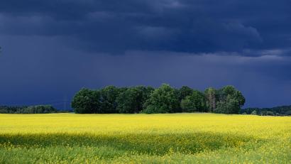 Bild: Robert Michael/dpa
Dunkle Wolken ziehen über ein Rapsfeld nahe Lomske in der sächsischen Oberlausitz.