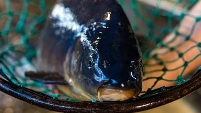 Symbolbild: Frank Hammerschmidt
Zwei Männer wurden in Schwarzenfeld beim illegalen Fischfang erwischt. Sie hatten Karpfen mit bloßen Händen gefangen.