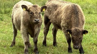 Bild: Arnold Koch
Die Galloways fühlen sich auf der Haidenaab-Aue in Speichersdorf wohl. Ihr Auftrag ist es, für Artenvielfalt auf der Feuchtfläche zu sorgen.