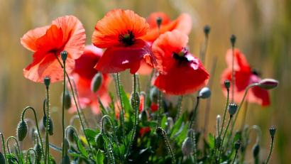 Bild: A4366 Sven Hoppe/dpa
Schauer sind Wochenendausflüglern in der Regel nicht willkommen, doch Mohn- und anderen Blumen bekommt der  Regen gut. (Symbolbild)