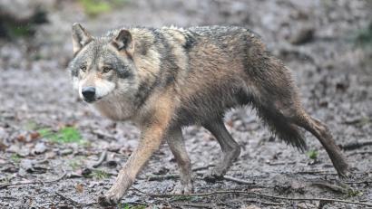 Bild: Bernd Weißbrod/dpa
Inzwischen leben 350 Wölfe in der Schweiz. (Symbolfoto)