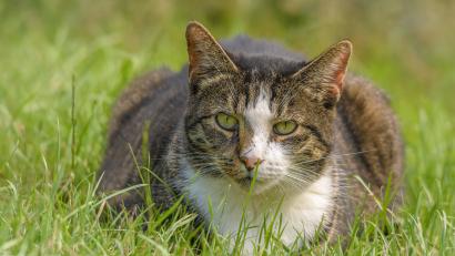 Bild: Edith Albuschat - stock.adobe.com
Nicht jede Katze, die in einem fremden Garten auftaucht, ist ein Streuner.