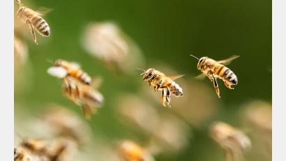 Bild: Silas Stein/dpa
Bienenalarm an einem italienischen Strand. (Symbolbild)