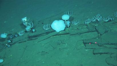 Bild: Global TREnD, IDSSE/Nature/dpa
Walknochen liegen am Meeresgrund in der Diamantina-Zone im Indischen Ozean.