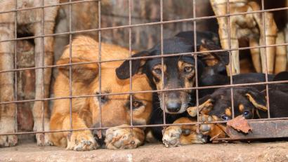 Bild: Handout / Berlin/Animal Welfare Alliance Uganda/dpa
Für inszenierte Rettungsaktionen werden Tiere oft absichtlich misshandelt.