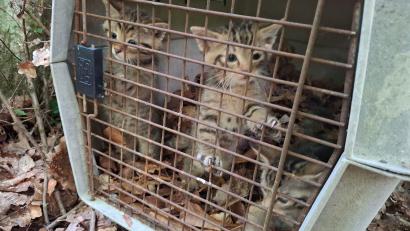 Bild: Struck/LRA Bamberg/dpa
Auch wenn es zunächst so wirkt - das sind keine kleinen Hauskatzen. Sondern Wildkatzen.