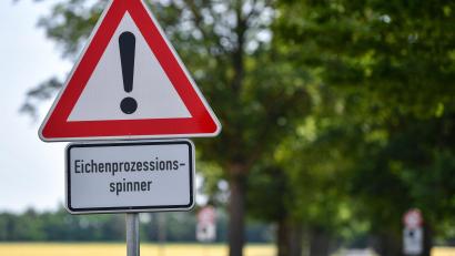 Symbolbild: Patrick Pleul/dpa
Das massenhafte Auftreten des Eichenprozessionsspinners stellt laut Autobahn GmbH ein Problem für Verkehrsteilnehmer.