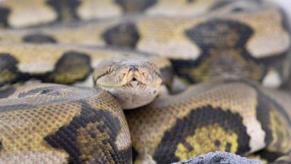 Symbolbild: Felix Hörhager/dpa
Netzpythons gehören zu den größten Schlangenarten der Welt.