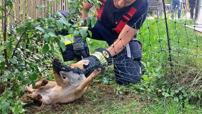 Bild: -/Berufsfeuerwehr München/dpa
Die Einsatzkräfte helfen dem in Not geratenen Fuchs.