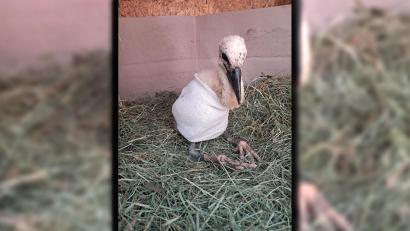 Bild: Dieter Brandl
Dieses Bild entstand drei Tage nach der Rettung des Jungstorches. Um den verletzten Flügel trug der Vogel einen Verband.