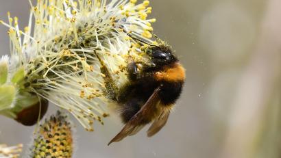 Bild: Jann  Wübbenhorst  
Eine Gartenhummel an einer Weide. Der Bund Naturschutz möchte mehr über das Verhalten der Bestäuber wissen und hofft auf Hilfe aus der Bevölkerung.
