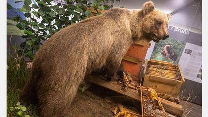 Bild: Peter Kneffel/dpa
Der Braunbär Bruno steht ausgestopft im Museum. (Archivbild)